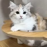 サイベリアン【千葉県・女の子・2025年2月5日・ブラウンパッチドタビー&ホワイト】の写真1「優しい性格の甘えん坊さん♡」