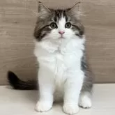 サイベリアン