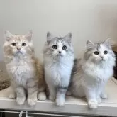 サイベリアン【千葉県・女の子・2025年5月24日・シルバーパッチドタビー&ホワイト】の写真7