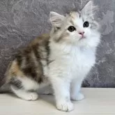 サイベリアン【千葉県・女の子・2025年2月5日・ブラウンパッチドタビー&ホワイト】の写真2