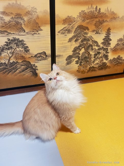 ミルクちゃん♀｜裁　雄輝(たち　ゆうき)ブリーダー(岐阜県・メインクーンなど・ICC登録)の紹介写真3