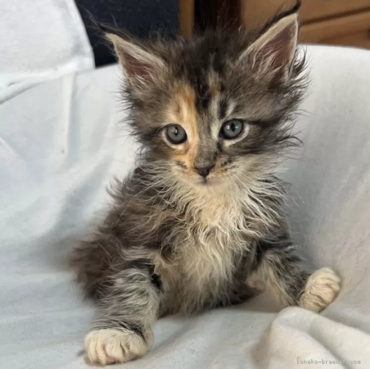 ID：2409-01731の子猫