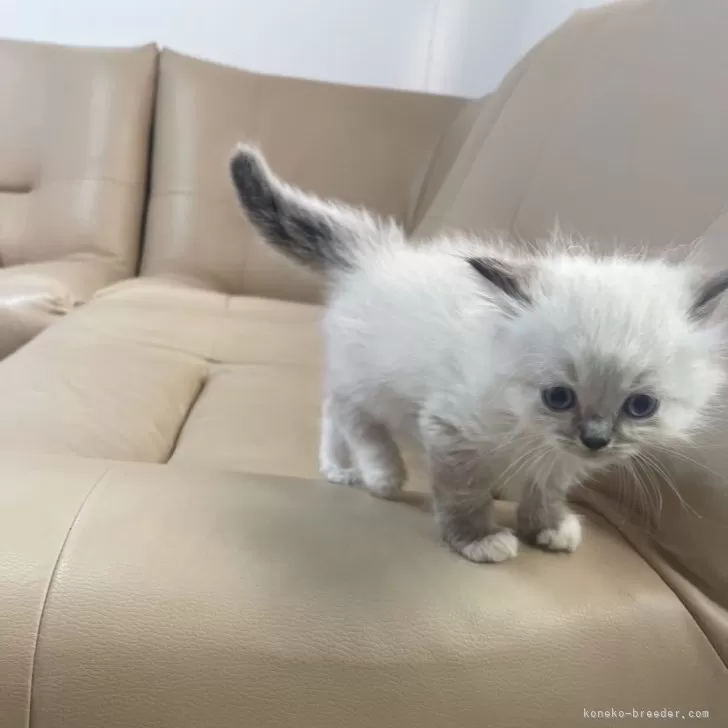 ID：2407-00308の子猫