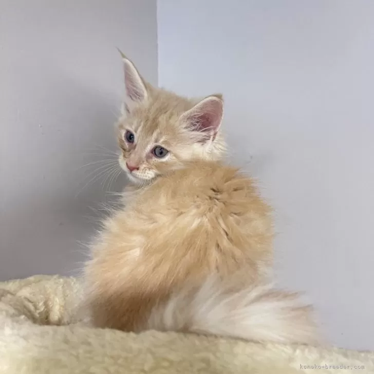 ID：2404-00275の子猫