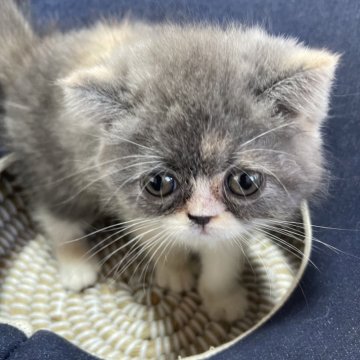 エキゾチックショートヘア【岐阜県・女の子・2024年9月21日・ブルー】の写真「かわいい女の子」