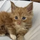 メインクーン【岐阜県・男の子・2024年8月10日・レッドクラシックタビー&ホワイト】の写真1