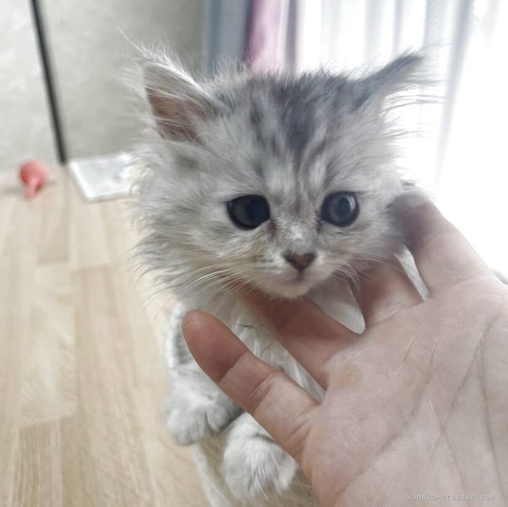 ブリーダー画像