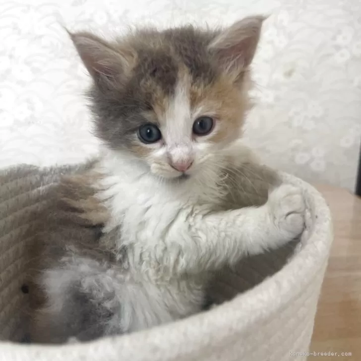 ID：2507-01279の子猫