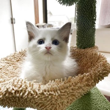 ラグドール【岐阜県・女の子・2025年8月20日・ブルー】の写真「かわいい女の子」