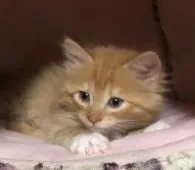 ノルウェージャンフォレストキャット【千葉県・女の子・2021年9月27日・レッドタビーアンドホワイト】の写真1