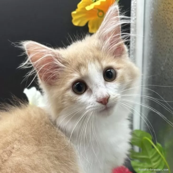Y.Y 様のお迎えした子猫
