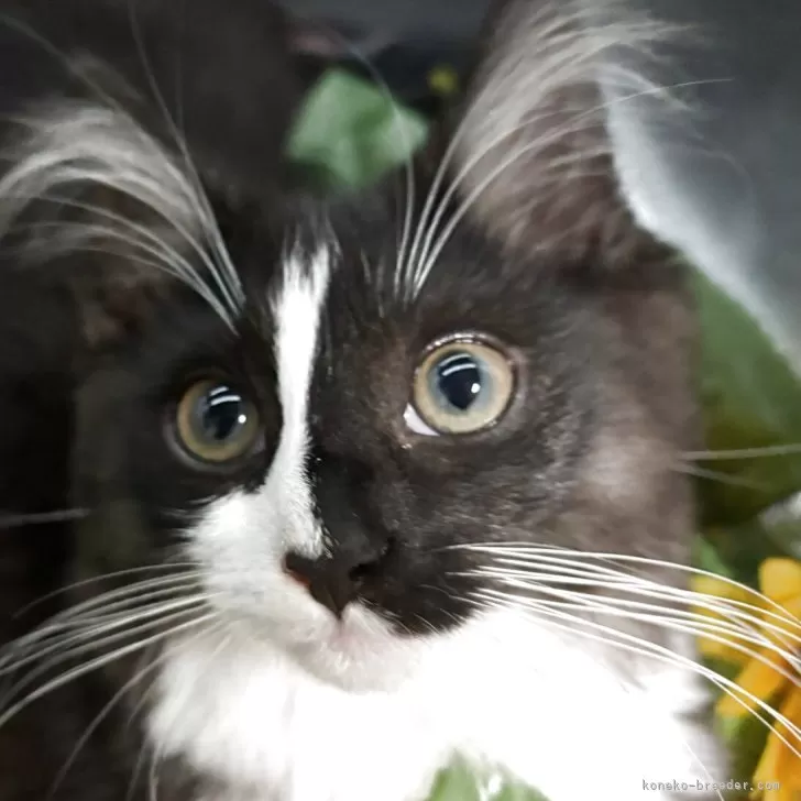 C.K 様のお迎えした子猫