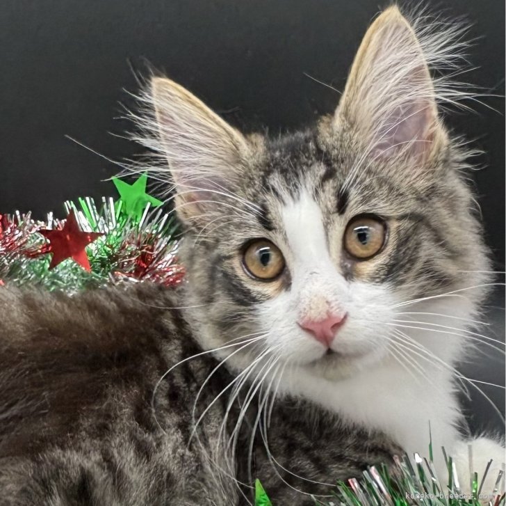 ブリーダー画像