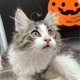 ノルウェージャンフォレストキャット