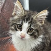 ノルウェージャンフォレストキャット