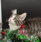 ノルウェージャンフォレストキャット【千葉県・男の子・2025年6月24日・ブラック(ブラウン)マッカレルタビー&ホワイト】の写真2