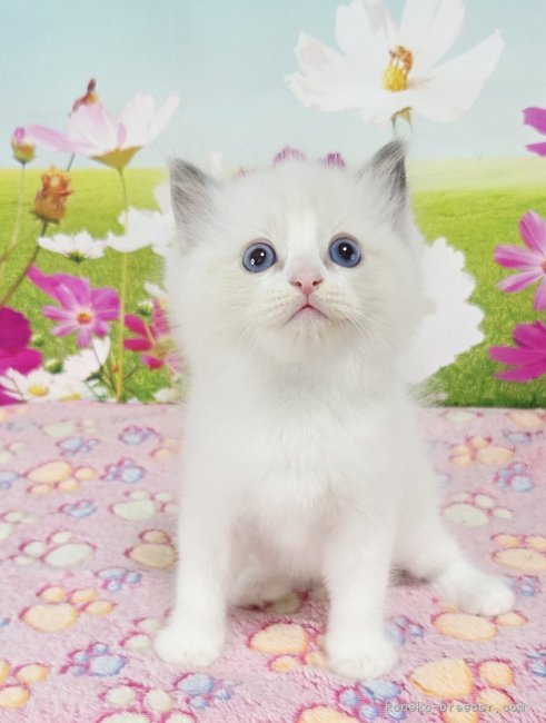 坂本薫ブリーダーのブログ:素敵なご縁を頂きました✨