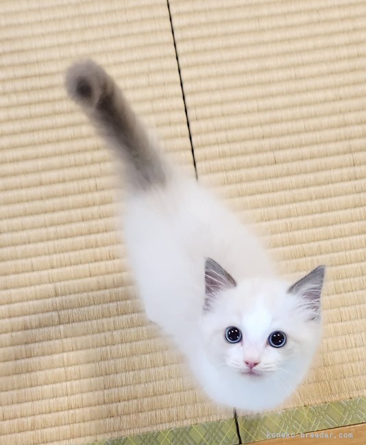 坂本薫ブリーダーのブログ：素敵なご縁を頂きました✨