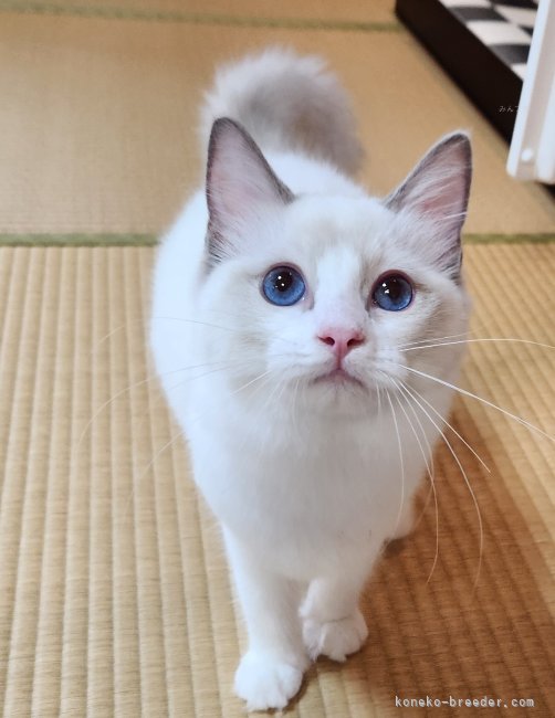 坂本薫ブリーダーのブログ：素敵なご縁を頂きました✨