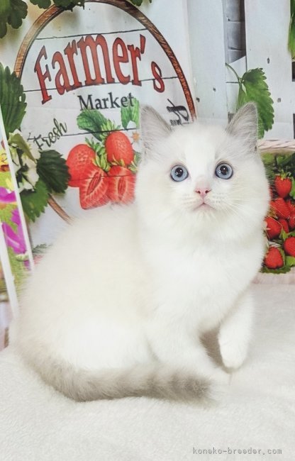 坂本薫ブリーダーのブログ：素敵なご縁を頂きました✨