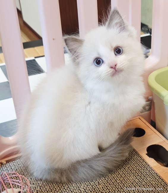 坂本薫ブリーダーのブログ：素敵なご縁を頂きました✨