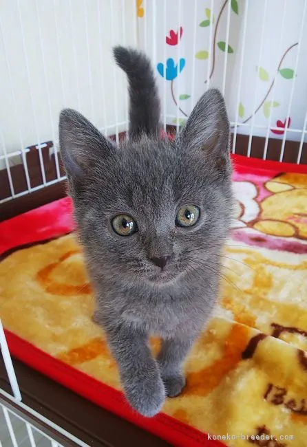 ID：2104-02095の子猫