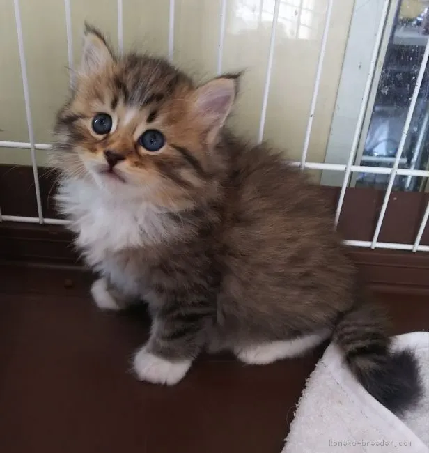 ID：2007-00402の子猫