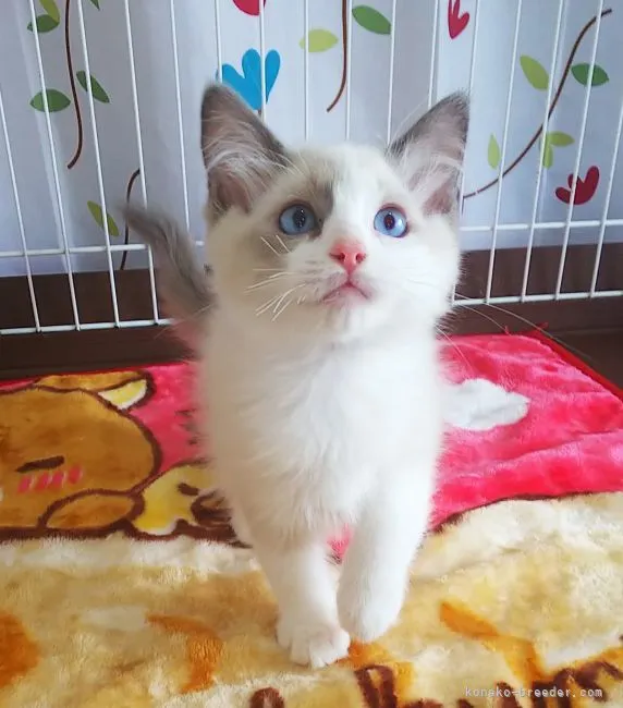 ID：2105-02247の子猫