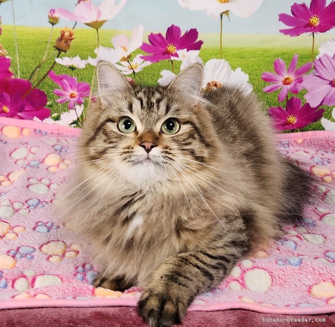 サイベリアン【・女の子・2024年6月20日・ブラウンマッカレルタビー】