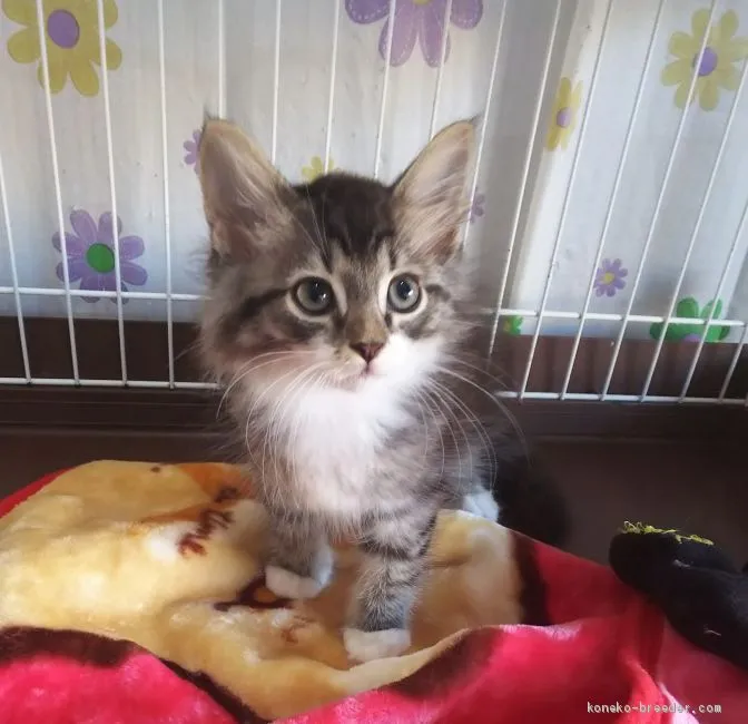 ID：2009-00954の子猫