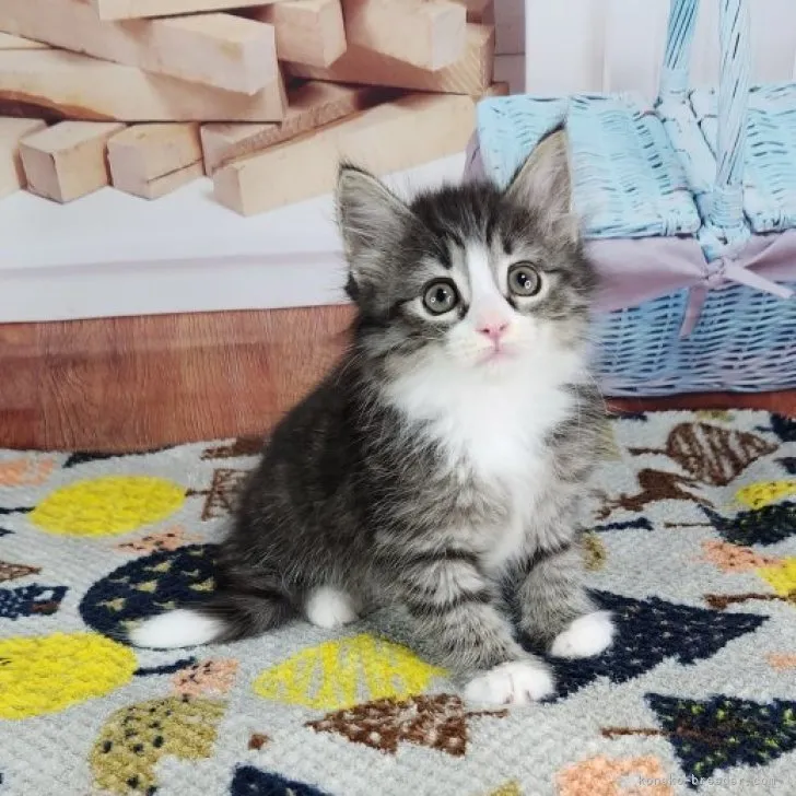 ID:2308-00512の子猫