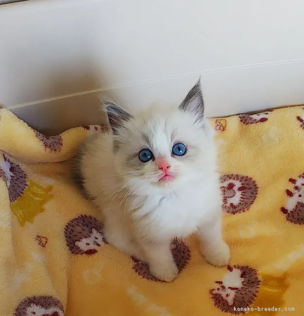 ID：2104-02328の子猫