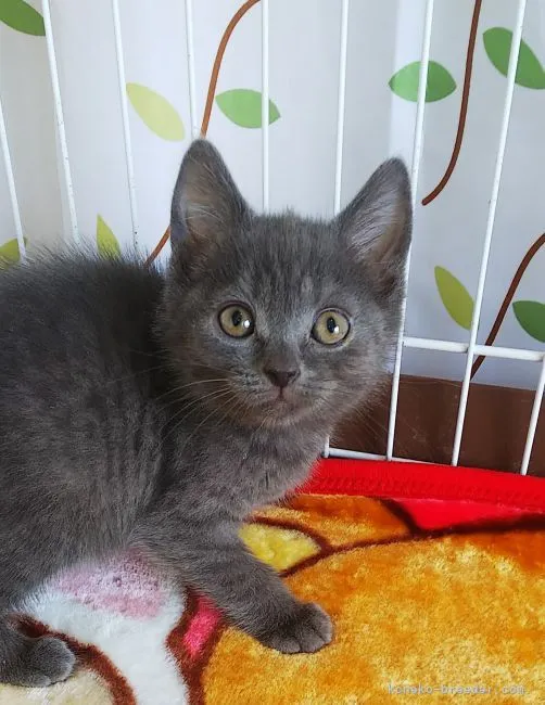 ID：2104-02096の子猫