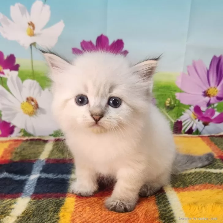 ID：2411-01137の子猫