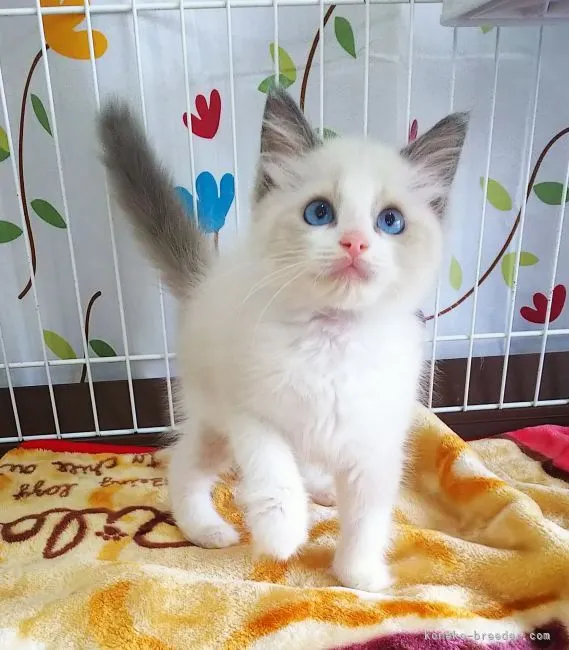 ID：2105-02364の子猫