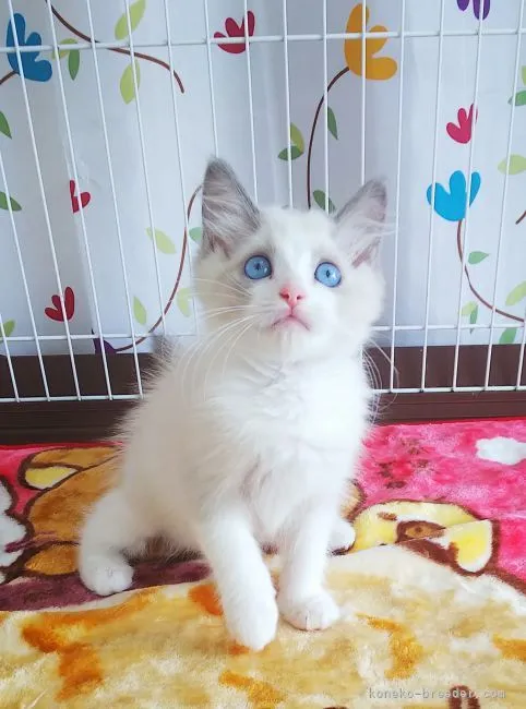 ID:2105-02245の子猫