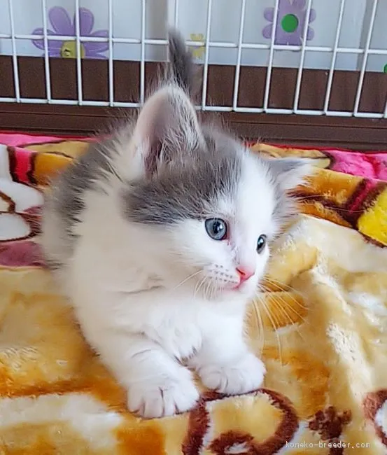 ID：2101-01299の子猫