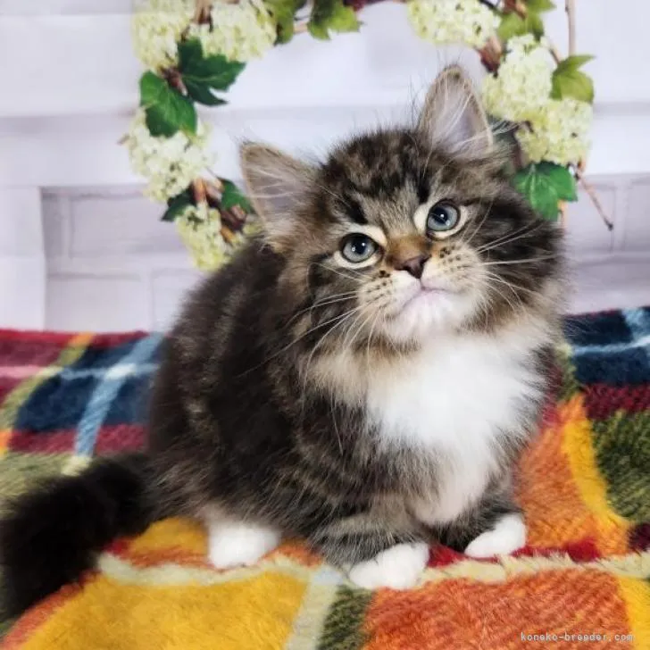 レグルス 様のお迎えした子猫
