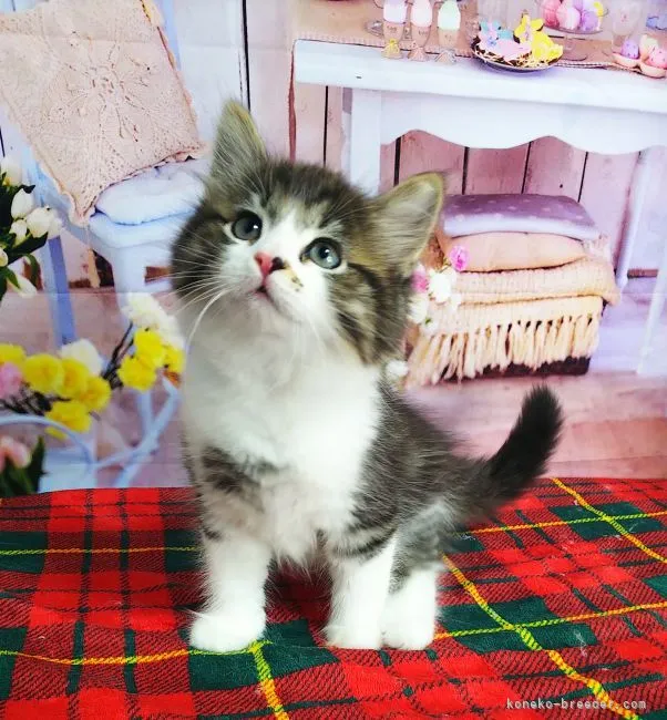 ID:2111-02352の子猫