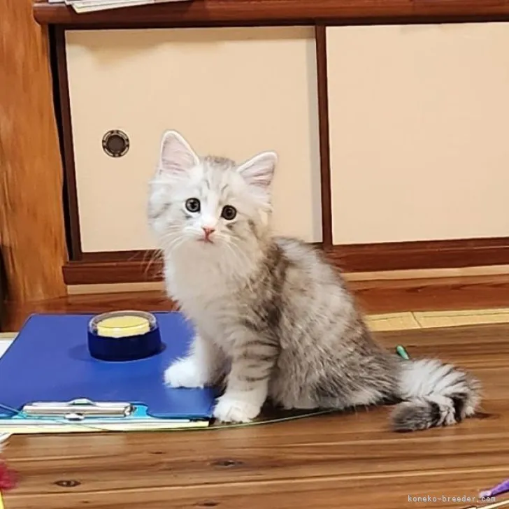 ID：2307-02229の子猫