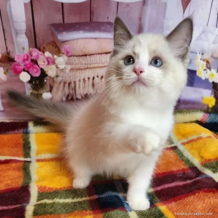 ID：2208-03166の子猫