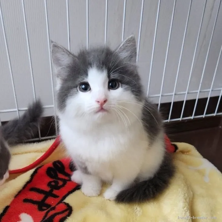 ID:2309-02715の子猫