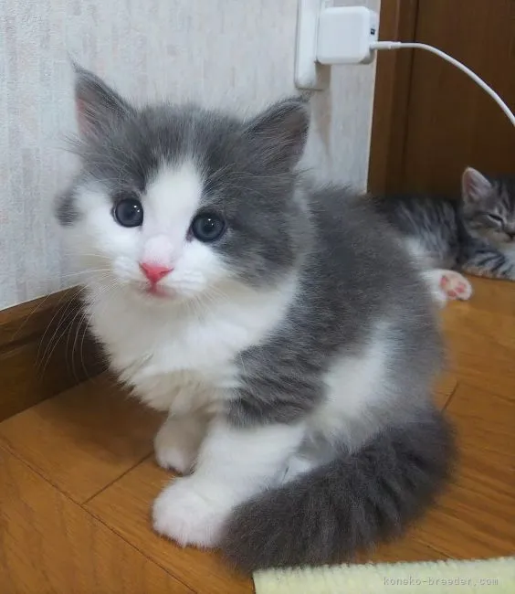 ID：2205-02316の子猫