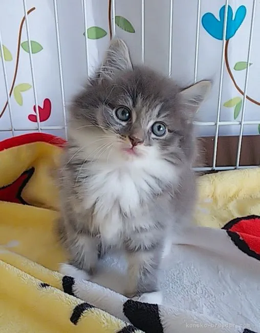 ID：2107-02232の子猫