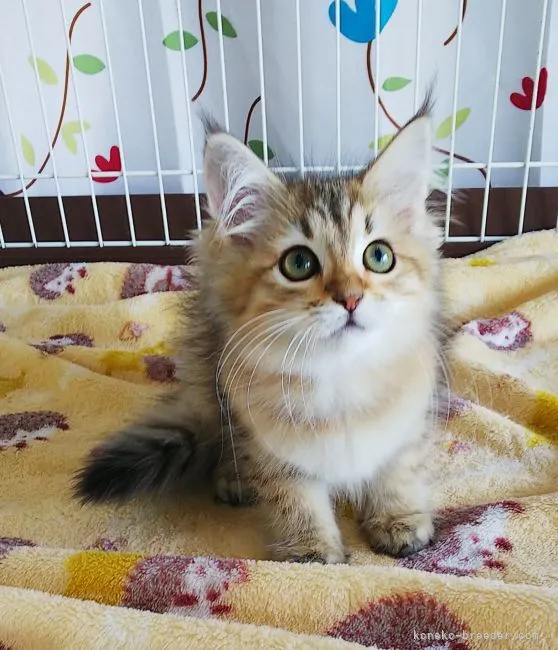 ID：2106-01612の子猫