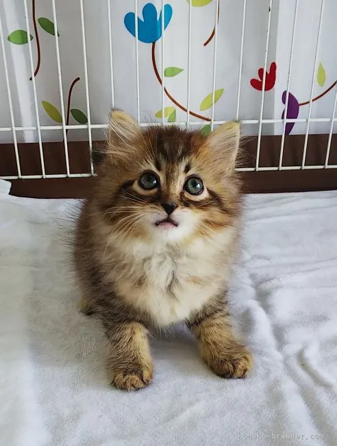 ID:2107-01027の子猫