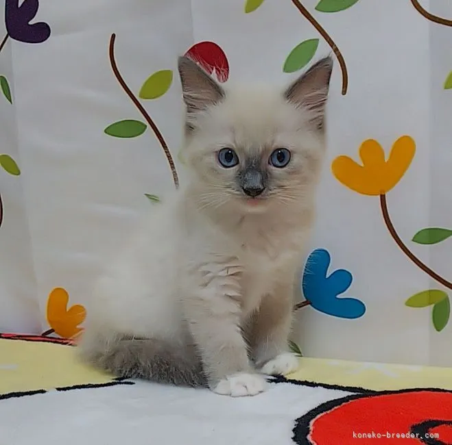 R.A 様のお迎えした子猫