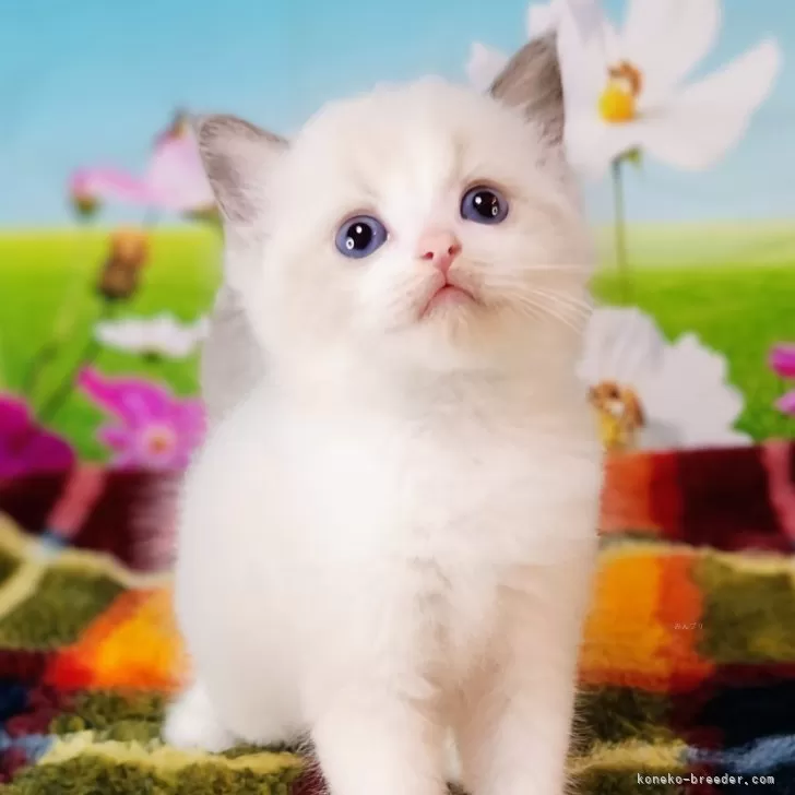ID：2408-01325の子猫