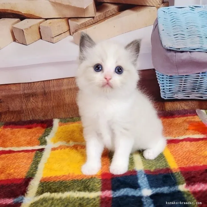 ID:2306-03649の子猫
