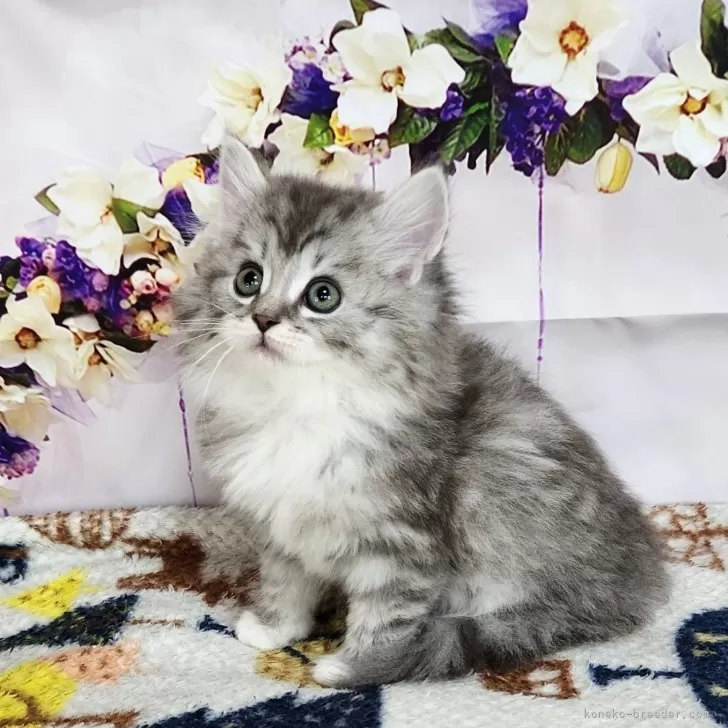 ID：2404-03519の子猫